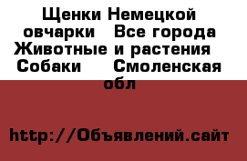 Щенки Немецкой овчарки - Все города Животные и растения » Собаки   . Смоленская обл.